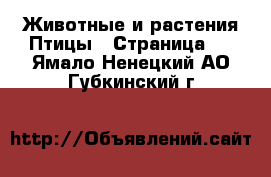 Животные и растения Птицы - Страница 2 . Ямало-Ненецкий АО,Губкинский г.